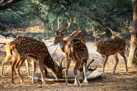 Udaipur : billet d'entrée pour le sanctuaire de faune de Sajjangarh