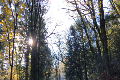 Portland: Forest Park Bike or E-Bike Tour Medium Carbon Gravel Bike (5'7"-5'11" or 170-181cm)