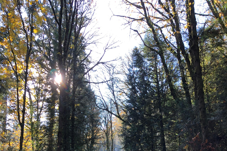 Portland: Forest Park Bike or E-Bike Tour Medium Carbon Gravel Bike (5'7"-5'11" or 170-181cm)