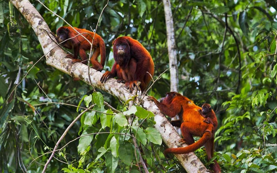 Manu National Park 4D/3N Ecotourism and Adventure - Housity