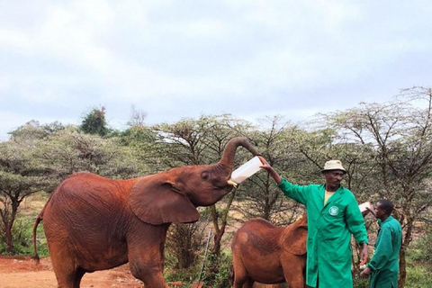 Parco nazionale di Nairobi, orfanotrofio degli elefanti e centro delle giraffeParco Nazionale di Nairobi, DSWT e Centro delle Giraffe senza ingresso