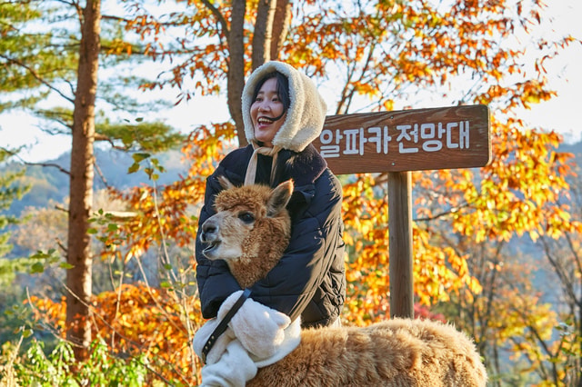 Seoul: Alpaca World, Luge Ride and Suspension Bridge