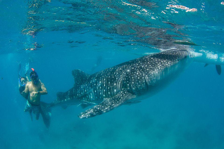 Mirissa: Dolphin Swim Blue Whale Snorkelling | All-Inclusive Mirissa: Scuba Diving & Turtle Snorkelling Experience