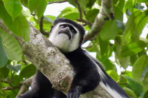 Uganda: Safari de 3 días en Chimpancé por el Parque Nacional de Kibale