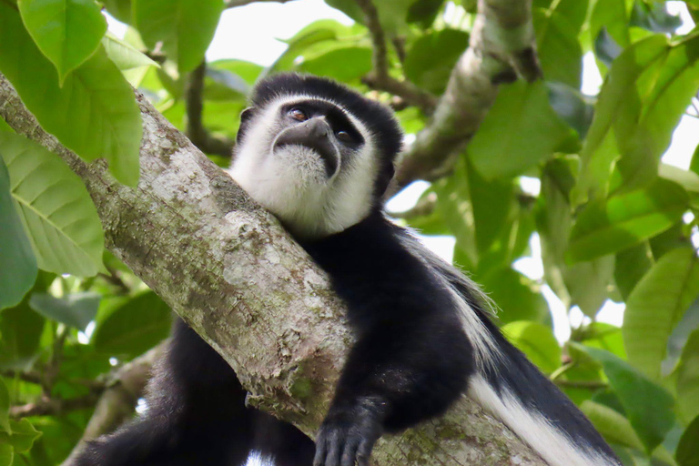 Uganda: Safári de 3 dias no Parque Nacional de Kibale com chimpanzés