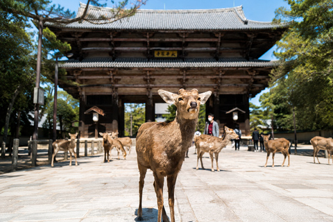 Nara: Deer Park, Todaiji Temple, & Great Buddha Walking Tour Private Tour