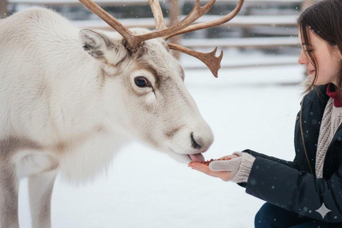 Levi: Ultimate Combo! Husky Safari & Reindeer Sleigh Ride Levi: Husky and Reindeer Arctic Duo Safari