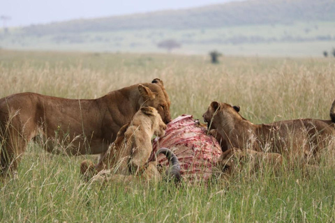 From Nairobi Safari: 4-Day Maasai Mara and Lake Nakuru