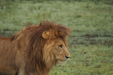 3 dagars campingsafari i Mikumi nationalpark