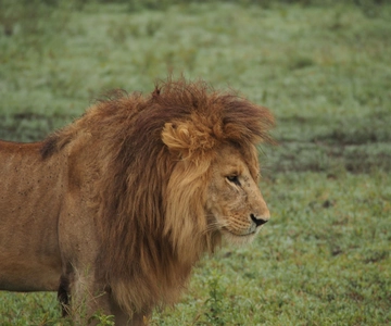 3 Days Camping Safari at mikumi national Park