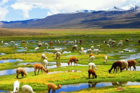 From Arequipa: Colca Canyon Day Trip with Buffet Meals