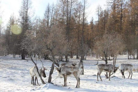 Khuvsgul Lake & Tsaatan Reindeer Herders Tour