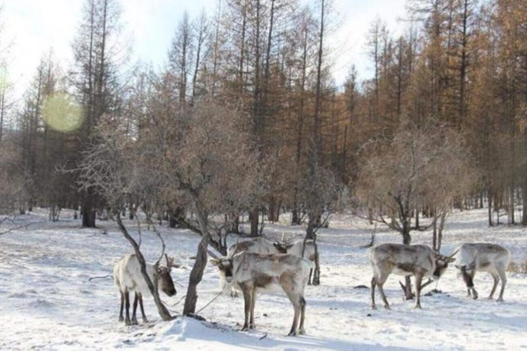 Khuvsgul Lake & Tsaatan Reindeer Herders Tour