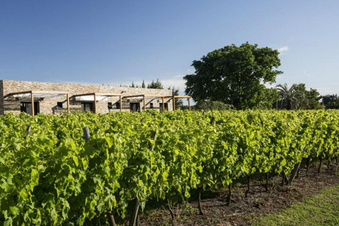 Dégustation de vins uruguayens dans les caves Pizzorno