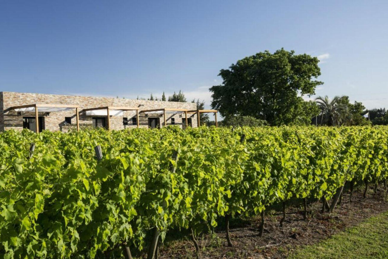 Uruguayische Weinverkostung in den Weingütern von PizzornoUruguayische Weinverkostung in den Pizzorno Weinkellereien