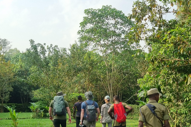 Uganda: 7-dagars gorillasafari och djurliv