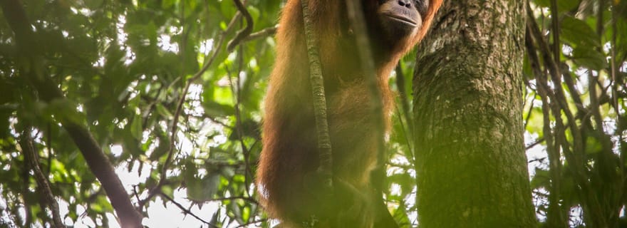 Depuis Medan : Voyage dans le parc national du Mont Leuser pour les Orang Utan