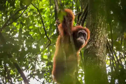 From Medan: Mount Leuser National Park Orang Utan Trip