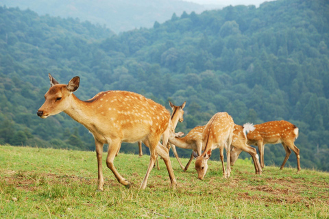 Nara: Hike Mt. Wakakusa and Encounter Wild Free-Roaming Deer