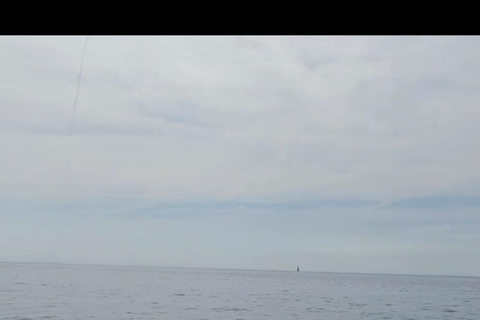 Golfo Aranci: Dolphin-watching tour on a luxury RIB boat with skipper Golfo Aranci: Dolphin-watching tour on a luxury RIB with skipper