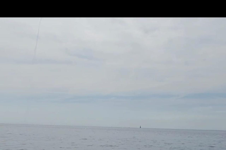 Golfo Aranci: Dolphin-watching tour on a luxury RIB boat with skipper Golfo Aranci: Dolphin-watching tour on a luxury RIB with skipper
