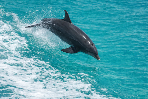 Panama City Beach Dolphin Cruise