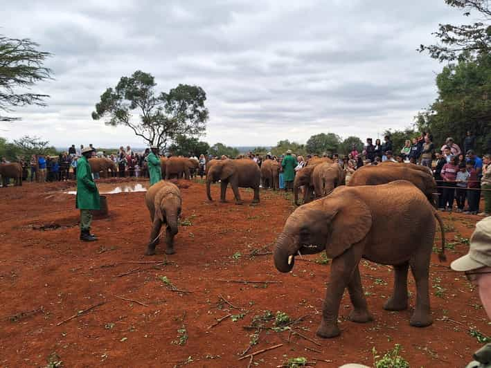 Giraffe Center David Sheldrick Blixen Museum Day Tour Getyourguide