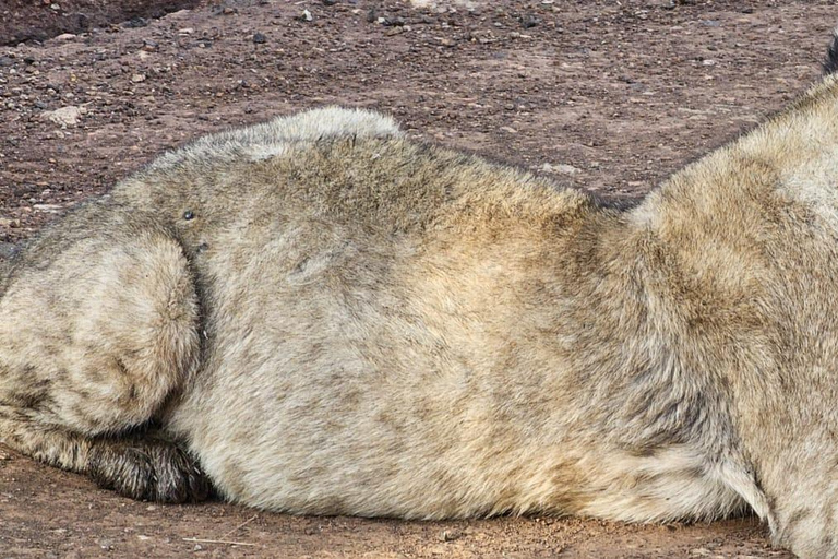 Nairobi: passeio de meio dia no Parque NacionalNairobi: tour privado de meio dia no Parque Nacional