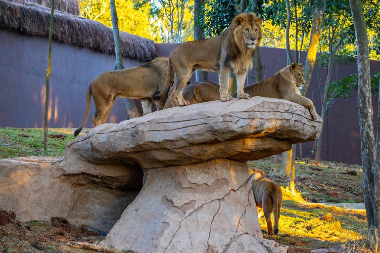 São Paulo: Simba Safari Entry Ticket