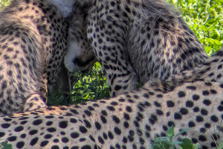 Arusha: 4 giorni di safari nel Serengeti e nel cratere del NgorongoroSafari privato