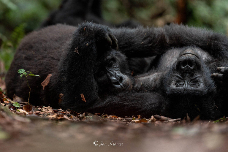 3-Day Bwindi Gorilla Trekking Safari