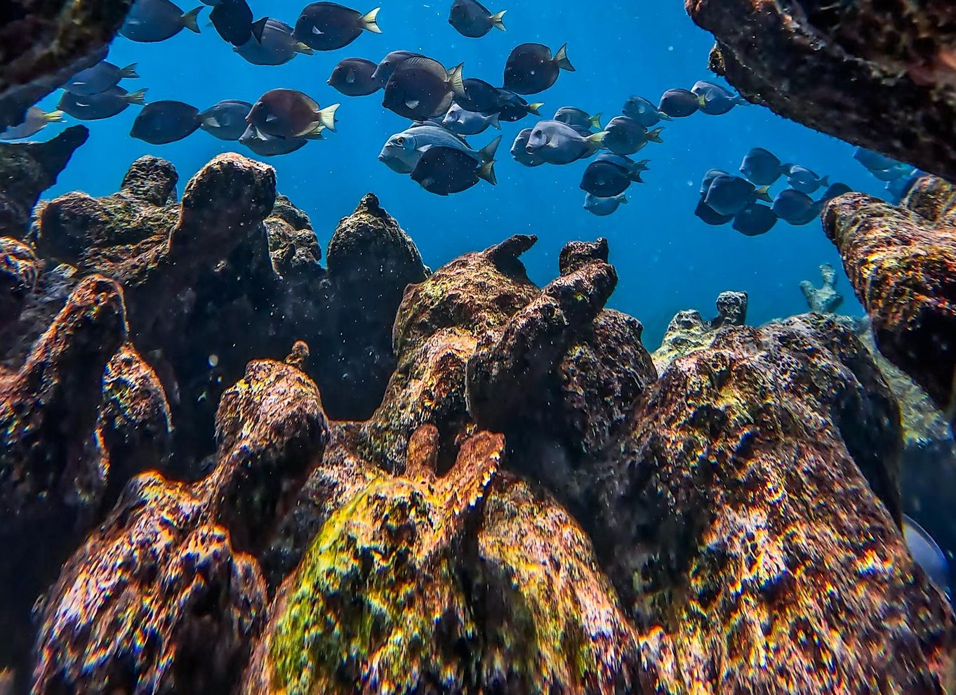 Tulum: 2-timers snorkling på to steder af Tulums rev