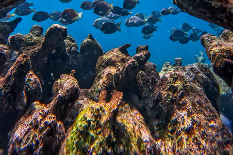 Tulum: Snorkeling at Paradise Reef
