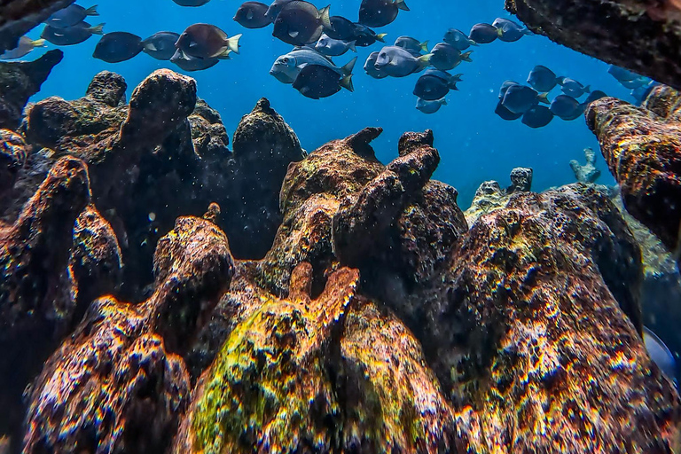 Tulum: Snorkeling at Paradise Reef