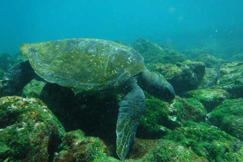 Galápagos: Pinzón Island Full-Day Snorkeling Adventure