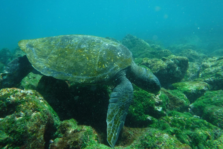 Galápagos: Pinzón Island Full-Day Snorkeling Adventure