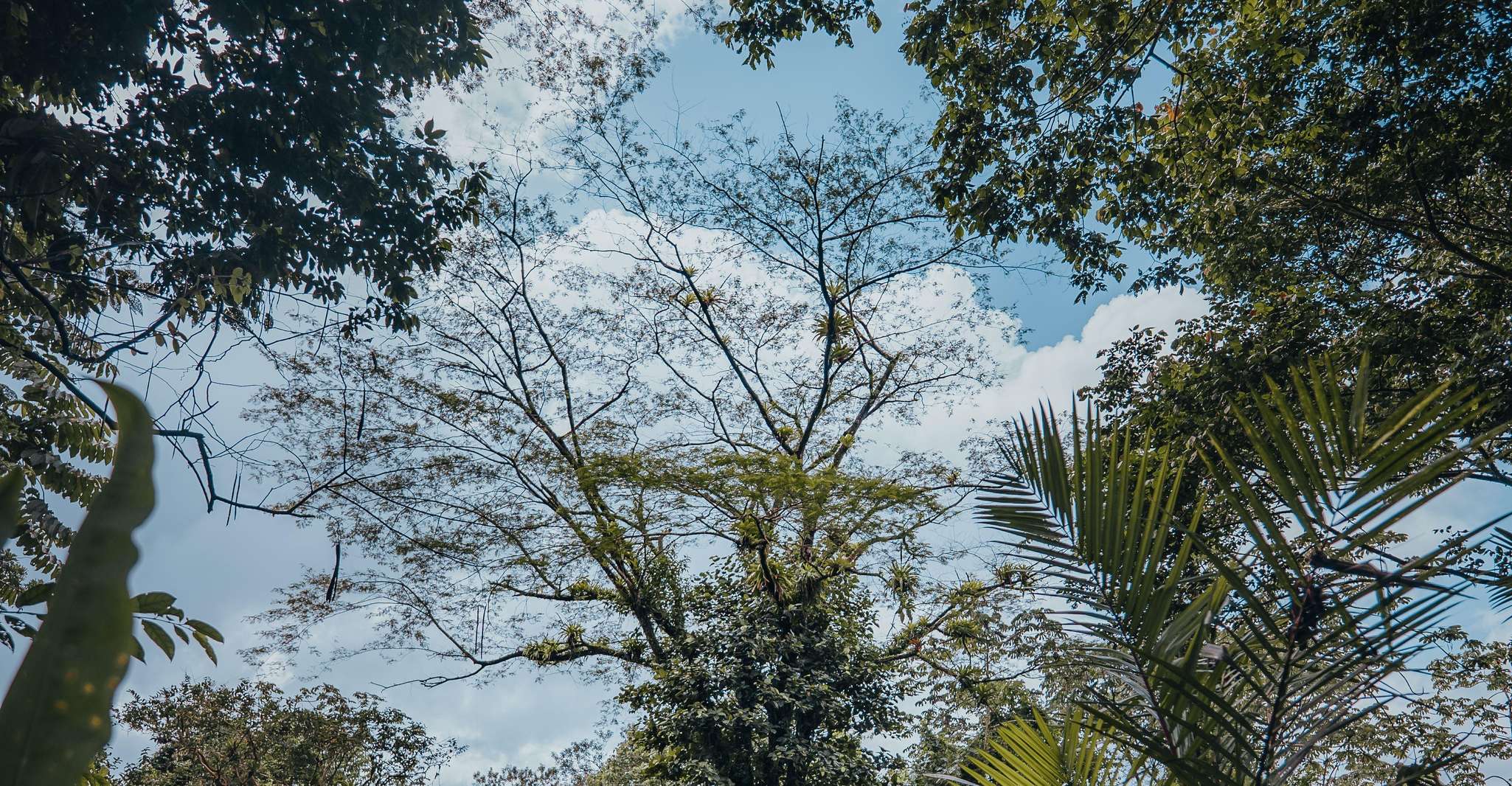 Visita guiada a los puentes colgantes en el parque Mistico - Hizvo