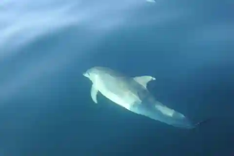 Sesimbra : Excursion en bateau pour observer les dauphins