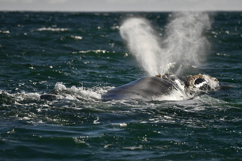 From Cape Town: Whale Watching and Penguins Tour Whale watching route tour