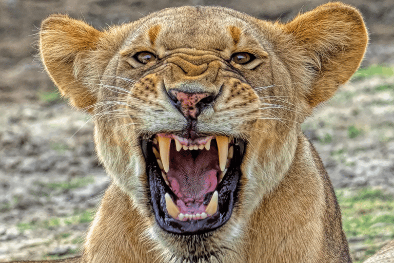 From Zanzibar: Day trip Selous Safari with lunch & flight Shared Day Safari with hotel pick up and drop off