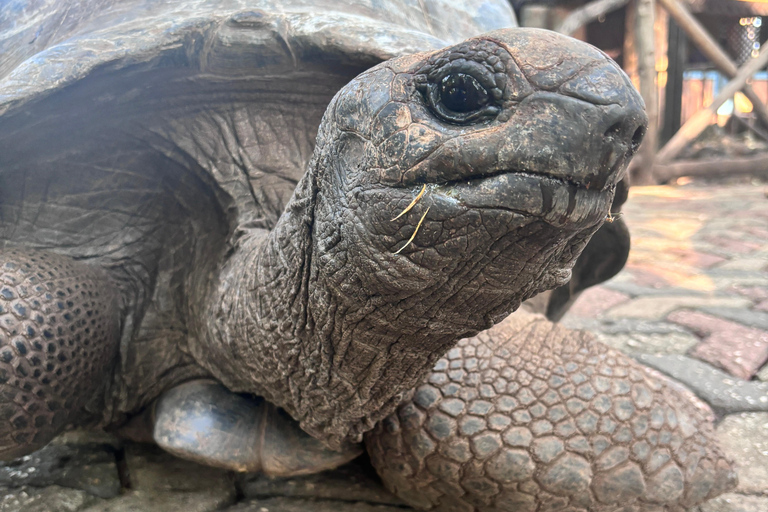 Tour delle Spezie+Visita alla ScuolaLocal+IsoladellaPrigione