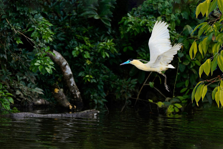 Tambopata River Parrot and Macaw Photography Tour