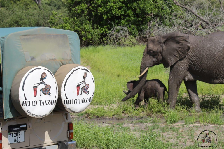 Selous : Un safari hors route d&#039;une journée au départ de Zanzibar