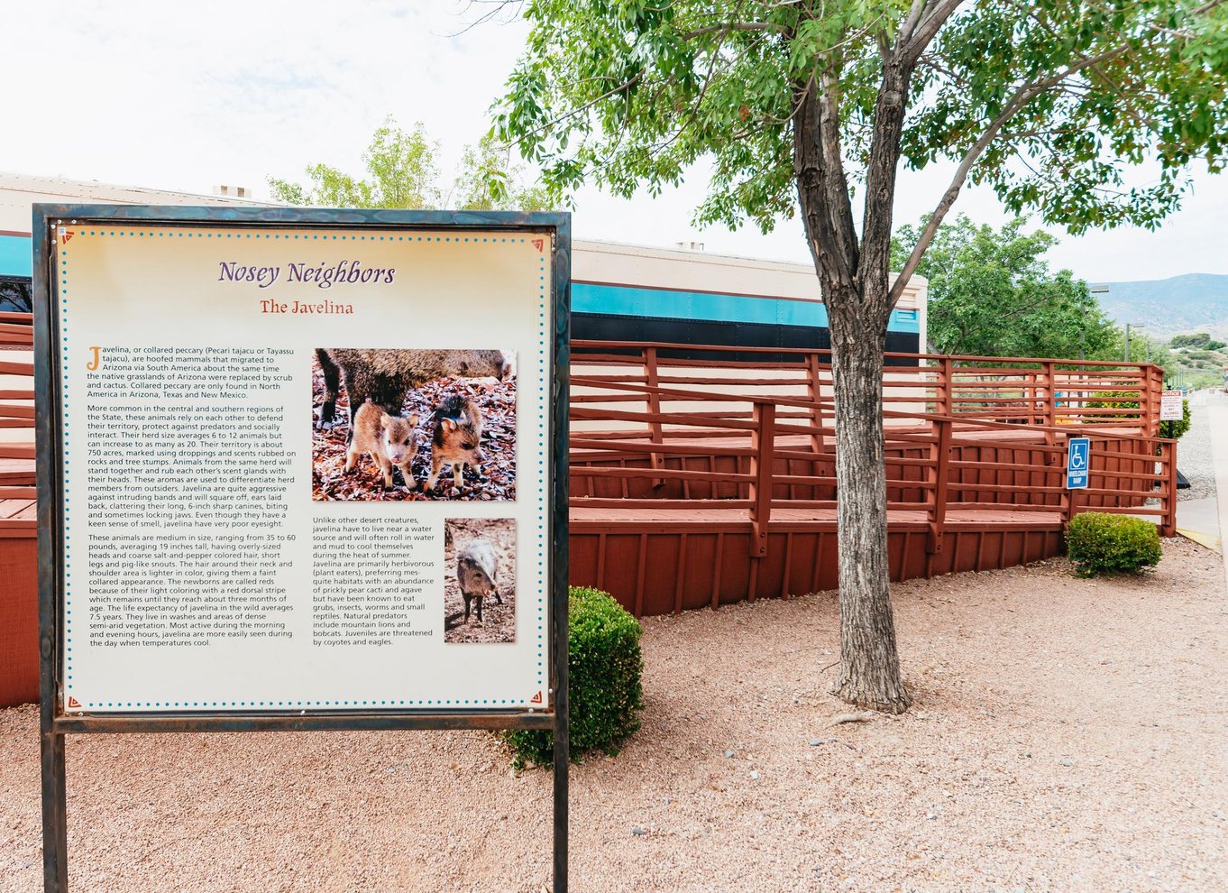 Clarkdale: Verde Canyon Railroad-rejse med snacks