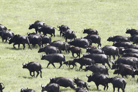 From Kigali: Akagera National Park 2-Day Safari Tour