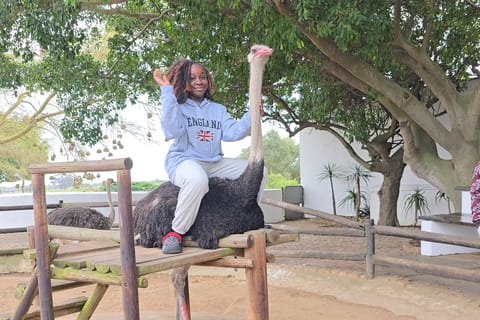 Cape Town: Ostrich Ranch Safari with Hotel Transfer