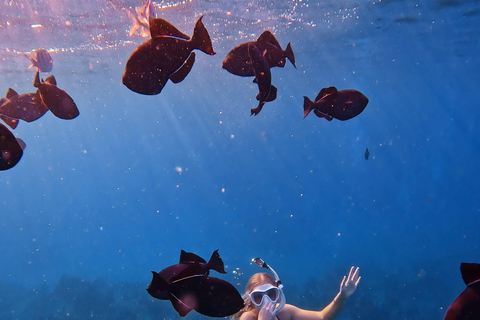 Waikiki : Visite en petit groupe du Turtle Canyon avec masque et tuba