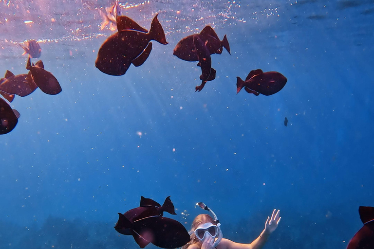 Waikiki : Visite en petit groupe du Turtle Canyon avec masque et tuba