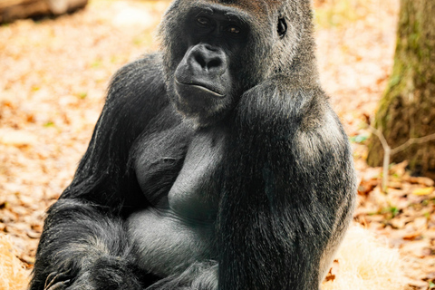 Nairobi: 3-Day Ol Pejeta Conservancy Safari & Chimpanzees