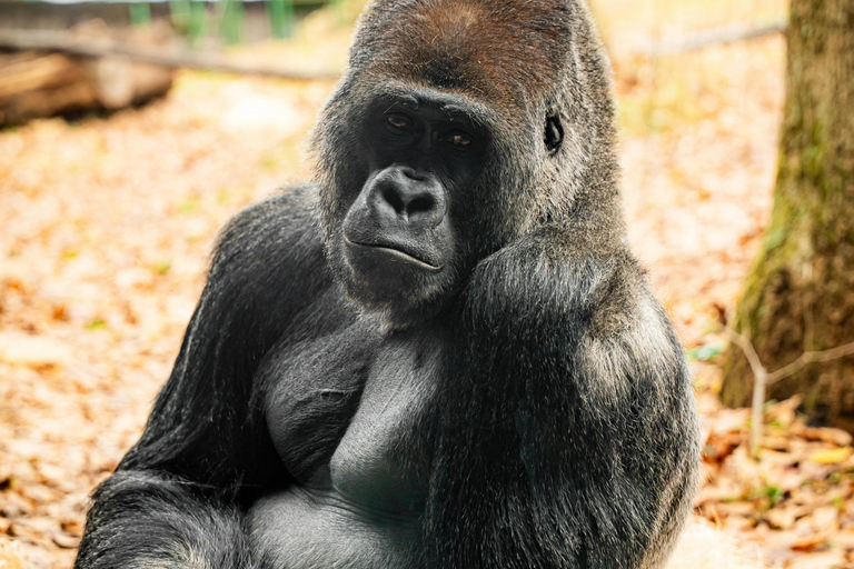 Nairobi: 3-Day Ol Pejeta Conservancy Safari & Chimpanzees